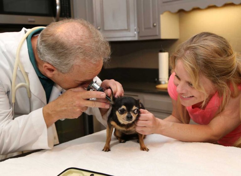 Mobile Veterinary Pet Care Services in the comfort of your pets home.